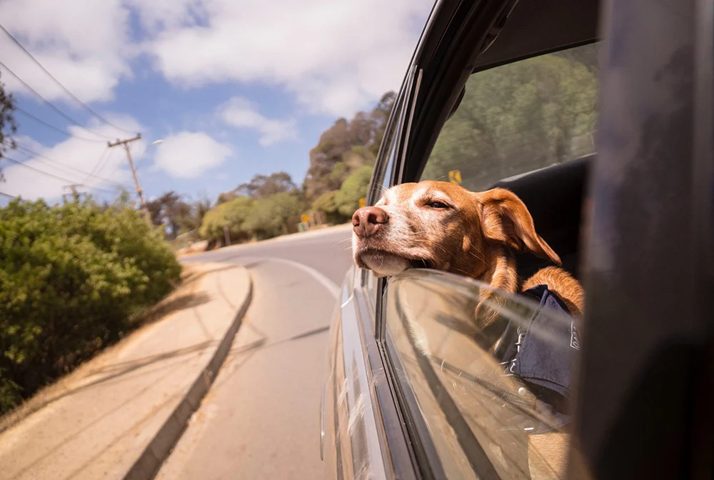 Dog friendly destinácie Európy - kam na výlet so psíkom
